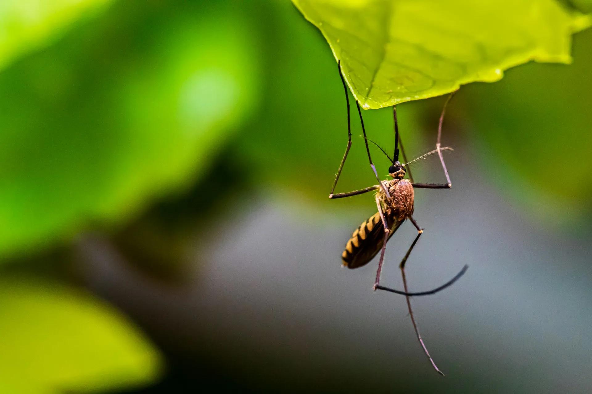 Why Mosquitoes Always Seem to Pick One Person at Your Backyard Party
